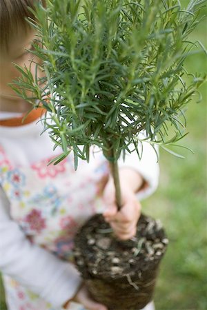simsearch:659-01861080,k - Child holding rosemary plant Stock Photo - Premium Royalty-Free, Code: 659-01865606