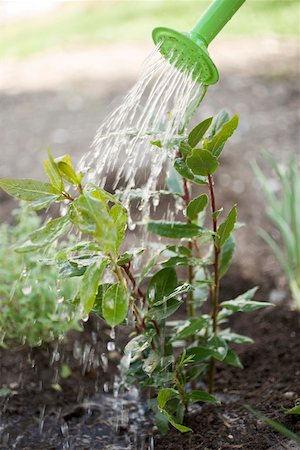 Watering bay plant Stock Photo - Premium Royalty-Free, Code: 659-01865602