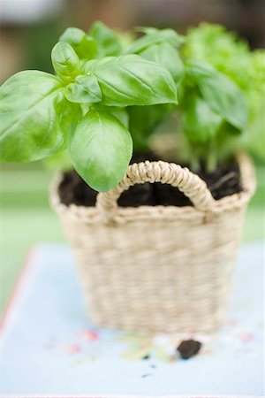 Basil plants in basket Stock Photo - Premium Royalty-Free, Code: 659-01865619