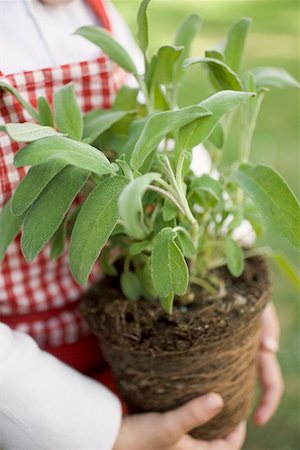 Child holding sage plant Stock Photo - Premium Royalty-Free, Code: 659-01865610