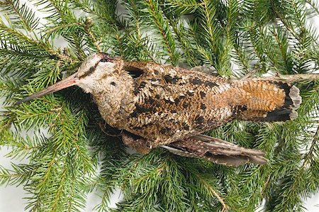 death bird - Snipe with feathers on fir branches Stock Photo - Premium Royalty-Free, Code: 659-01865740