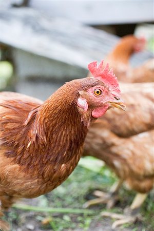 Live hens in the open air Stock Photo - Premium Royalty-Free, Code: 659-01866131