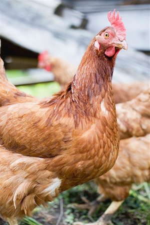 simsearch:659-07069515,k - Live hens in the open air Stock Photo - Premium Royalty-Free, Code: 659-01866132