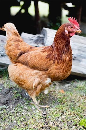 simsearch:659-01866131,k - Live hen in the open air Foto de stock - Royalty Free Premium, Número: 659-01866133