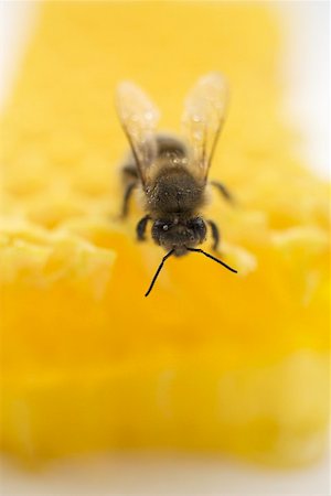 Bee on honeycomb (close-up) Foto de stock - Sin royalties Premium, Código: 659-01866188