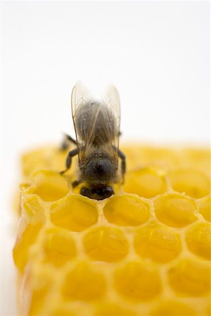 Abeille sur nid d'abeille (gros plan) Photographie de stock - Premium Libres de Droits, Code: 659-01866190