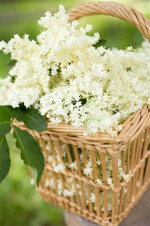 edible flower - Fleurs de sureau dans le panier sur la table Photographie de stock - Premium Libres de Droits, Code: 659-01866247