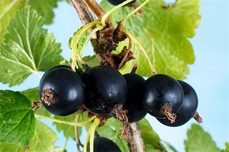 Blackcurrants on the bush (close- up) Stock Photo - Premium Royalty-Free, Code: 659-01866249