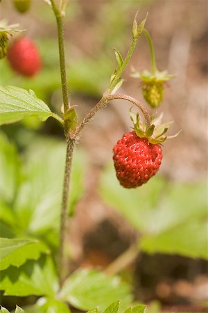 simsearch:659-01866279,k - Wild strawberries on the plant Stock Photo - Premium Royalty-Free, Code: 659-01866262