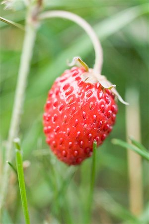 Wild strawberry on the plant (close-up) Stock Photo - Premium Royalty-Free, Code: 659-01866270