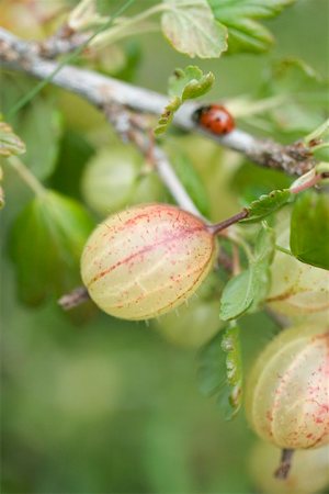 pictures of ladybird on a leaf - Gooseberries on the bush with ladybird Stock Photo - Premium Royalty-Free, Code: 659-01866587