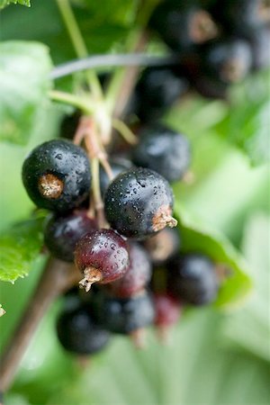 Blackcurrants on the bush Stock Photo - Premium Royalty-Free, Code: 659-01866589