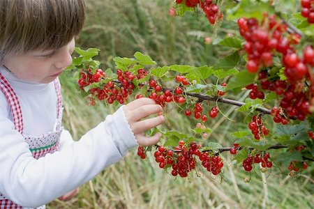 simsearch:659-01866601,k - Child picking redcurrants from bush Foto de stock - Royalty Free Premium, Número: 659-01866580