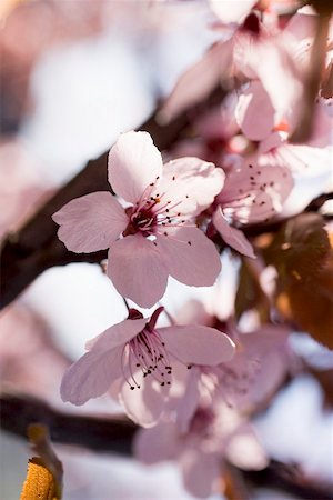 simsearch:659-01866750,k - Cherry blossom on branch Foto de stock - Sin royalties Premium, Código: 659-01866738