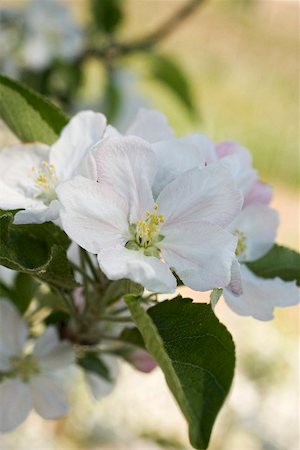 photo of apple tree in bloom - Apple blossom on branch Stock Photo - Premium Royalty-Free, Code: 659-01866747