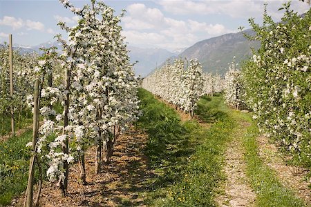 Young apple trees in blossom Fotografie stock - Premium Royalty-Free, Codice: 659-01866764