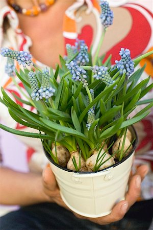 simsearch:659-03531323,k - Woman holding small bucket of grape hyacinths Fotografie stock - Premium Royalty-Free, Codice: 659-01866774