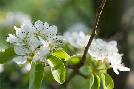 pear fruit trees photography - Pear blossom on branch Stock Photo - Premium Royalty-Free, Code: 659-01866770