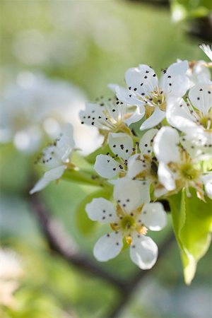 pear fruit trees photography - Pear blossom on branch Stock Photo - Premium Royalty-Free, Code: 659-01866771