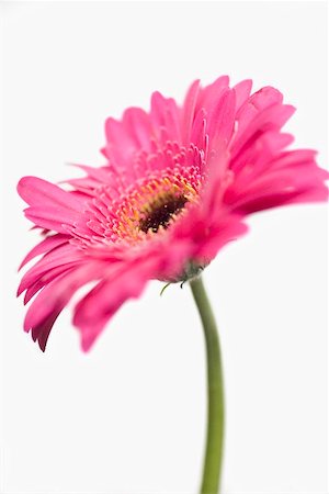 Pink gerbera Stock Photo - Premium Royalty-Free, Code: 659-01866789