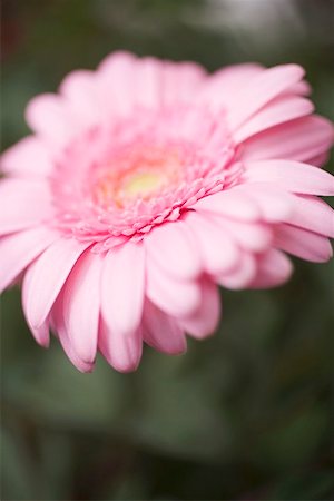 pink african daisy - Pink gerbera (close-up) Stock Photo - Premium Royalty-Free, Code: 659-01866780