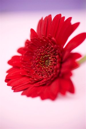 Red gerbera Stock Photo - Premium Royalty-Free, Code: 659-01866796