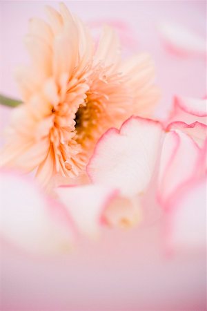 dimorphotheca - Gerbera et pétales de rose Photographie de stock - Premium Libres de Droits, Code: 659-01866802