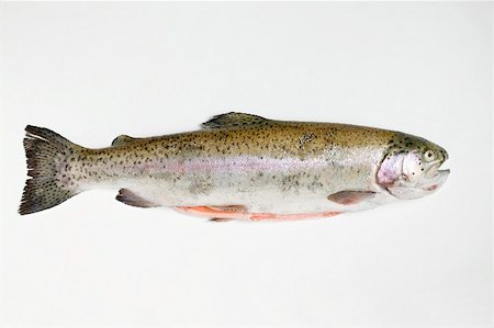 freshwater fish - Salmon trout Stock Photo - Premium Royalty-Free, Code: 659-01866853