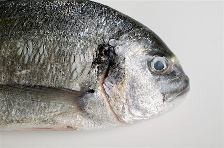 escama - Gilthead bream (head) Foto de stock - Sin royalties Premium, Código: 659-01866864