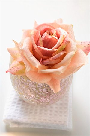 Pink rose in windlight on white towel Fotografie stock - Premium Royalty-Free, Codice: 659-01866886