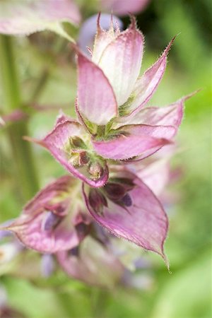 sage flower - Sage flower (close-up) Stock Photo - Premium Royalty-Free, Code: 659-01866928