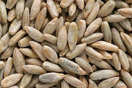 rye (grain) - Grains of rye (full-frame) Stock Photo - Premium Royalty-Free, Code: 659-01867367