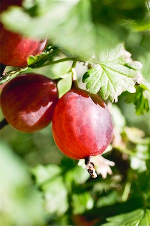 Gooseberries on the bush Foto de stock - Sin royalties Premium, Código: 659-01860611