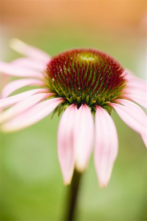 flor conífera - Purple coneflower Foto de stock - Royalty Free Premium, Número: 659-01860988