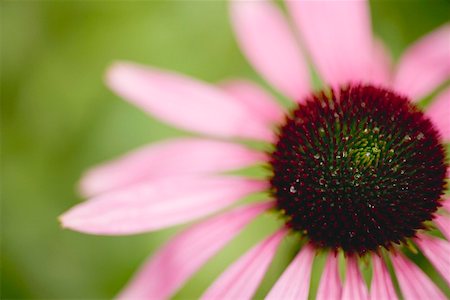 flor conífera - Purple coneflower Foto de stock - Royalty Free Premium, Número: 659-01860989