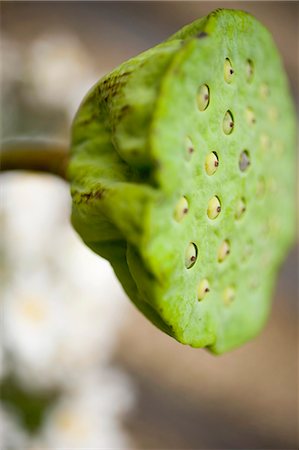 plants with seeds - Close-up of Lotus Seed Head Stock Photo - Premium Royalty-Free, Code: 659-01861000