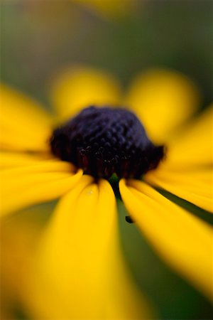 flor conífera - Rudbeckia (close-up) Foto de stock - Royalty Free Premium, Número: 659-01861089