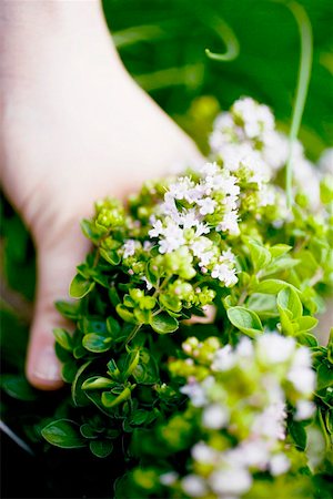 Hand holding flowering marjoram Stock Photo - Premium Royalty-Free, Code: 659-01861081