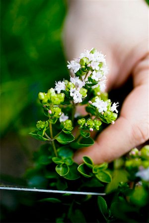 Hand holding flowering marjoram Foto de stock - Sin royalties Premium, Código: 659-01861082