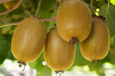 Fresh kiwi fruits on the tree Stock Photo - Premium Royalty-Free, Code: 659-01861120