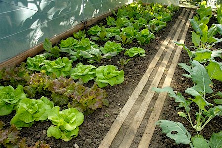 Lettuce plants and kohlrabi in a greenhouse Stock Photo - Premium Royalty-Free, Code: 659-01861195