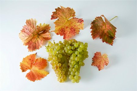 simsearch:659-01861229,k - Green grapes, variety Gutedel, with leaves Stock Photo - Premium Royalty-Free, Code: 659-01861204