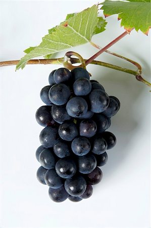 red grape - Black grapes, variety Müllerrebe, with leaves Stock Photo - Premium Royalty-Free, Code: 659-01861217