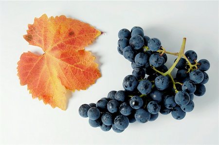 Black grapes, variety Boskoops Glory, with leaf Stock Photo - Premium Royalty-Free, Code: 659-01861227