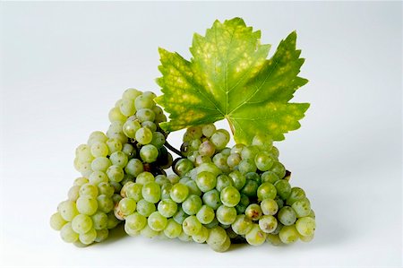 Green grapes, variety Riesling, with leaf Stock Photo - Premium Royalty-Free, Code: 659-01861238