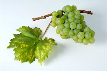 simsearch:659-01861229,k - Green grapes, variety Weisser Elbling, with leaf Stock Photo - Premium Royalty-Free, Code: 659-01861246