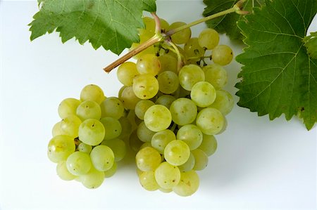 simsearch:659-01861229,k - Green grapes, variety Bachus, with leaves Stock Photo - Premium Royalty-Free, Code: 659-01861249