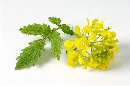 Fleur de moutarde jaune avec des feuilles Photographie de stock - Premium Libres de Droits, Code: 659-01861270
