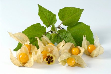 simsearch:659-01844953,k - Cape gooseberries with flower and leaves Stock Photo - Premium Royalty-Free, Code: 659-01861273