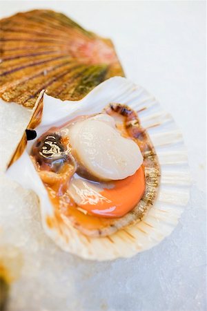 Scallop, opened, on ice Foto de stock - Sin royalties Premium, Código: 659-01861702